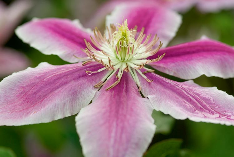 Clematis Ibrido 'Dr. Ruppel', Fiore Grande, Rosa E Bianco, 40-60 - Foto 5